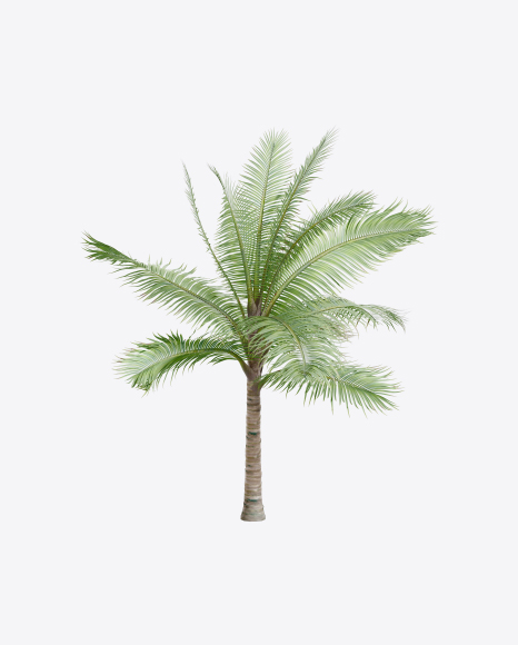 Palm Tree