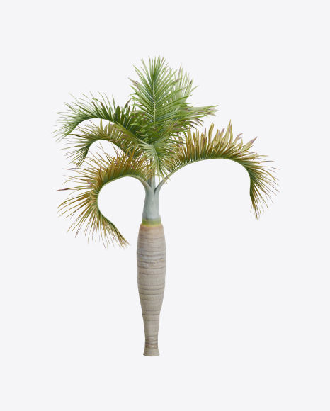 Palm Tree