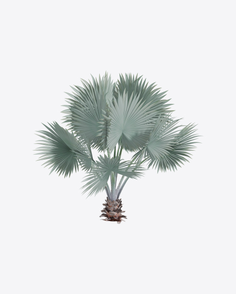 Mexican Blue Palm Tree