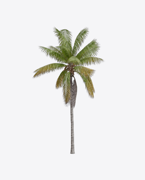 Palm Tree