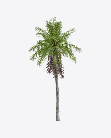 Palm Tree