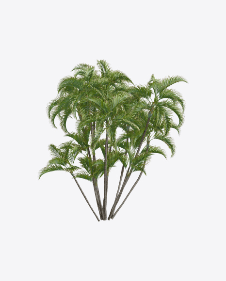 Palm Trees PNG