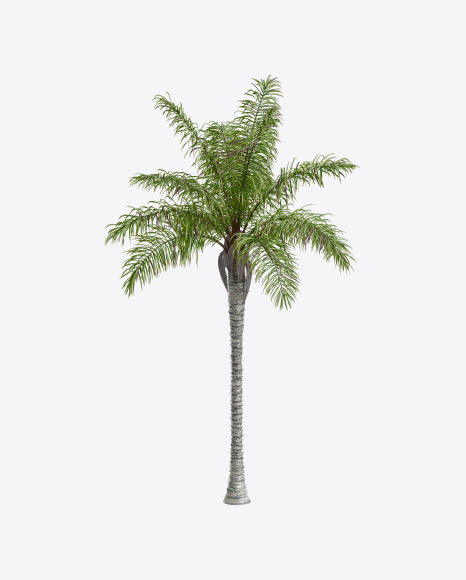 Palm Tree