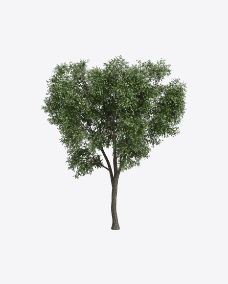 Ash Tree