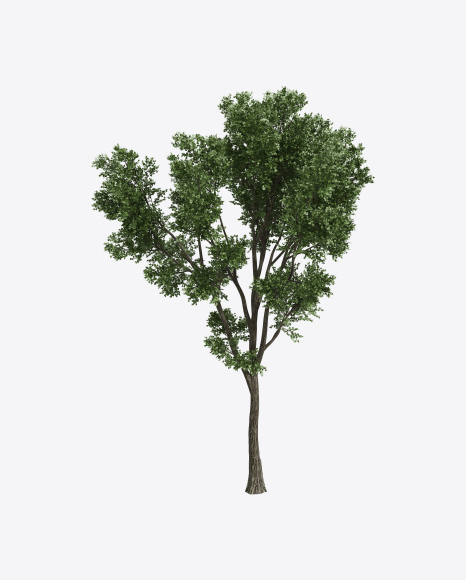 Ash Tree