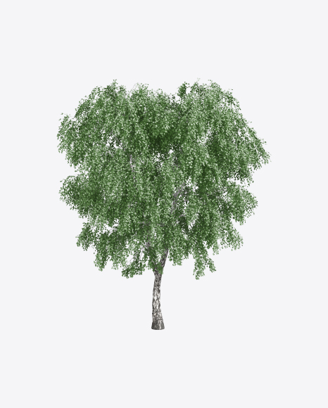 Birch Tree
