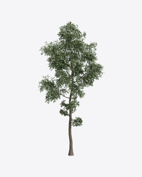 Cherry Birch Tree