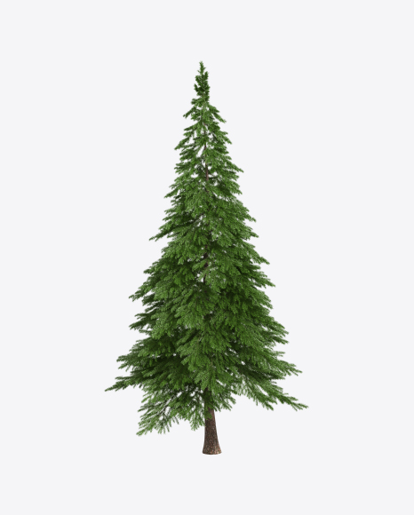 Spruce Tree