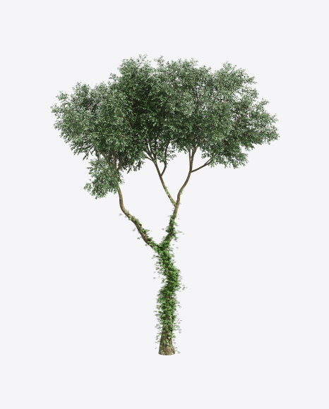 Cherry Birch Tree