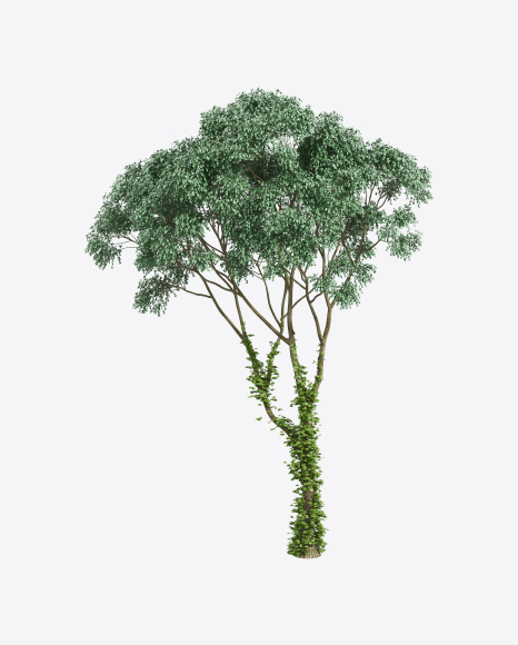 Cherry Birch Tree