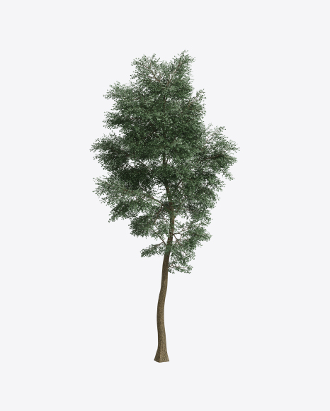 Ash Tree