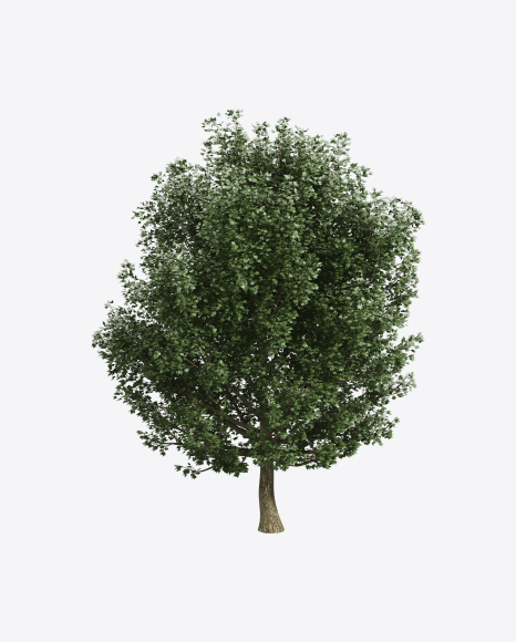 Ash Tree