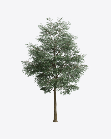 Ash Tree