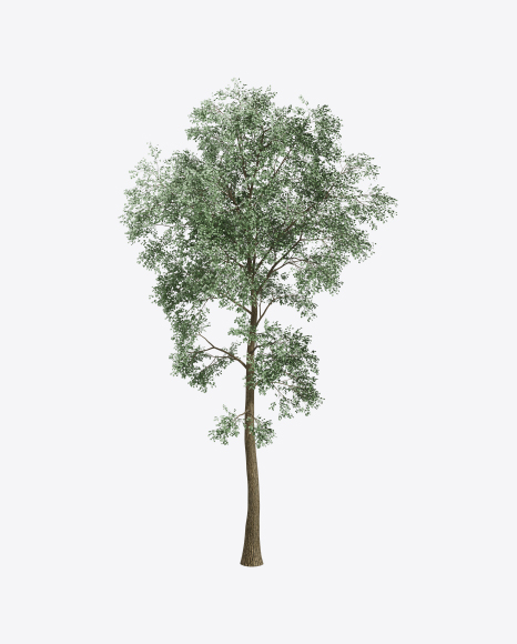 Ash Tree