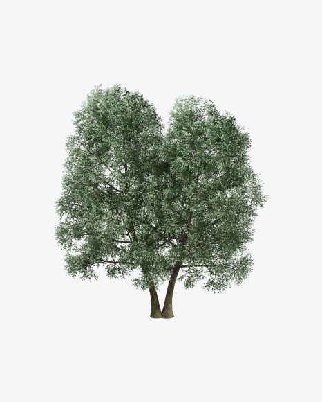 Ash Trees