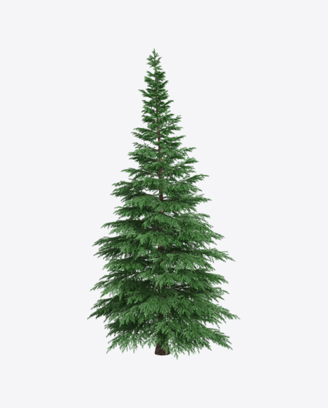 Spruce Tree