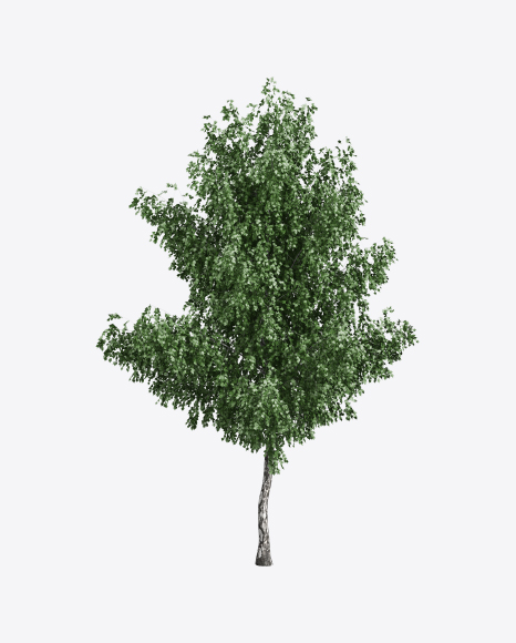 Birch Tree
