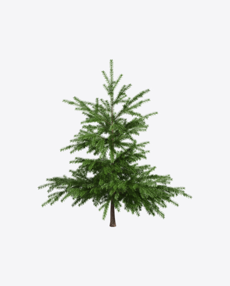 Young Spruce Tree