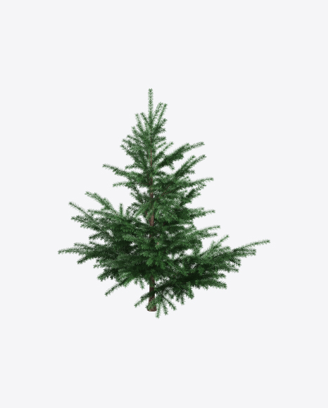 Young Spruce Tree