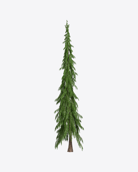 Spruce Tree