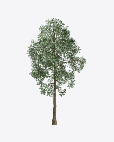 Ash Tree
