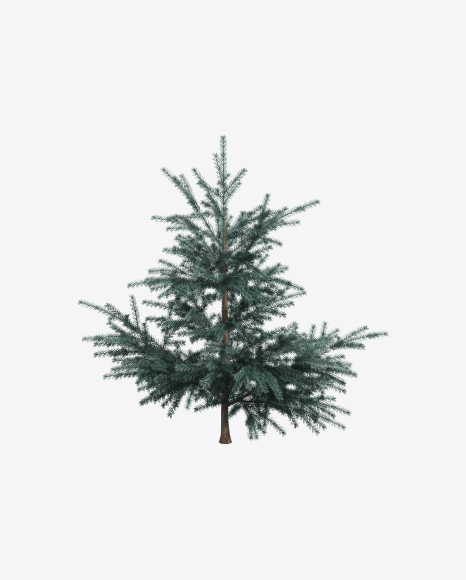 Young Spruce Tree