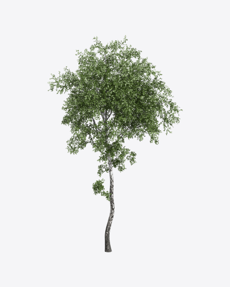 Birch Tree