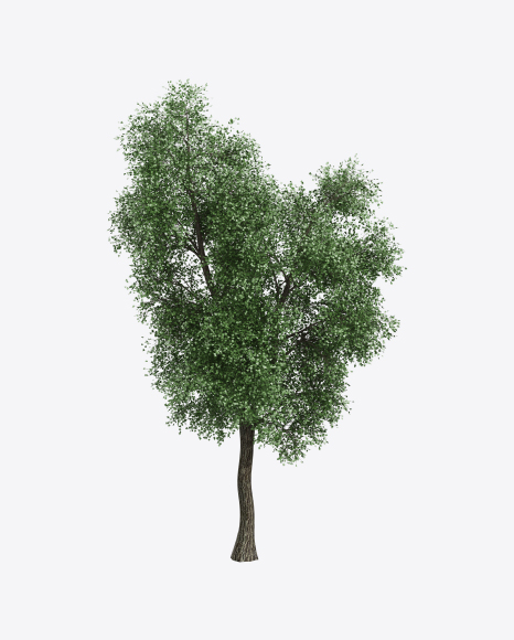Ash Tree