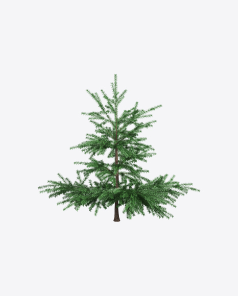 Young Spruce Tree