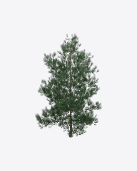 Pine Tree