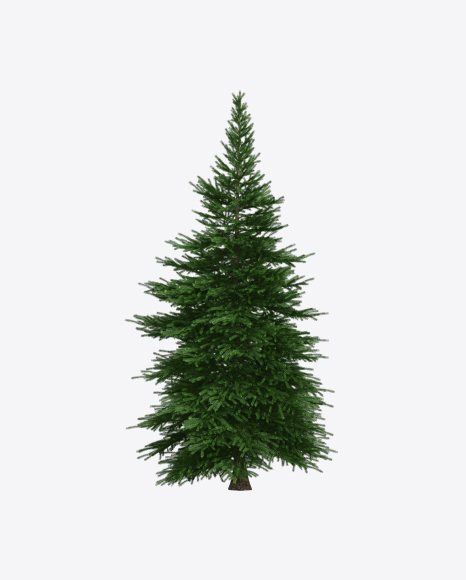 Spruce Tree