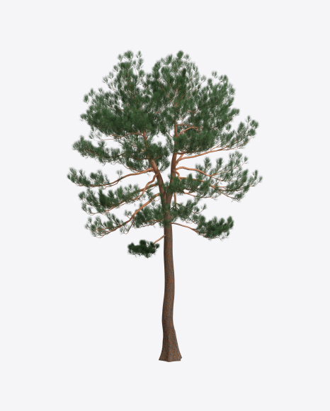 Pine Tree
