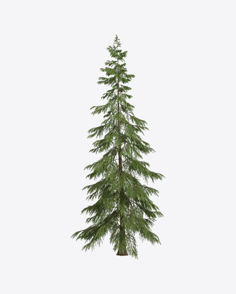 Spruce Tree