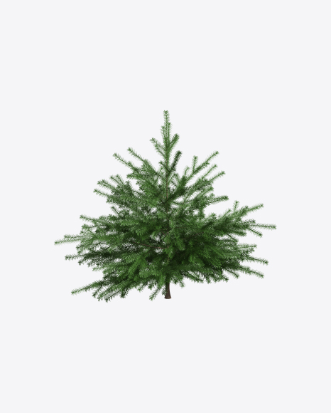 Young Spruce Tree