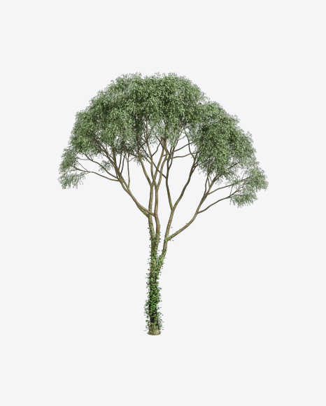 Conifer Tree