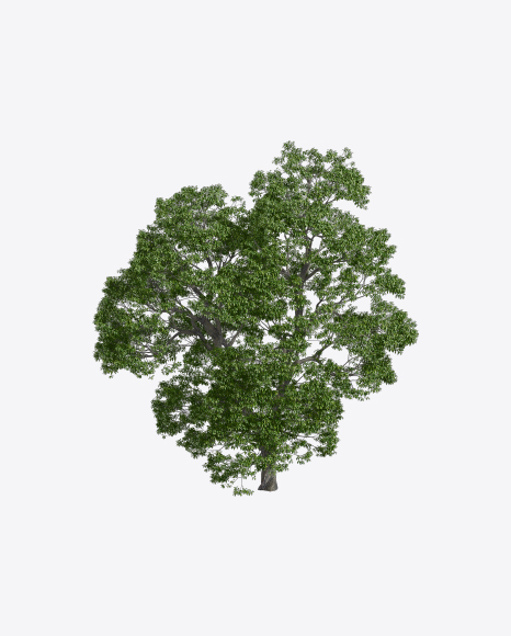 Chestnut Tree