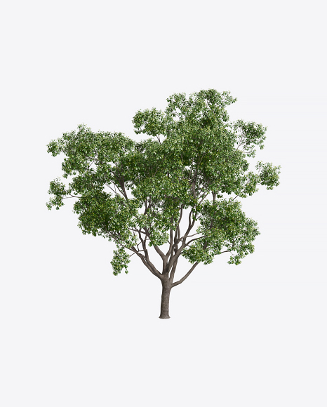 Laurel Tree