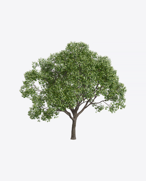 Laurel Tree