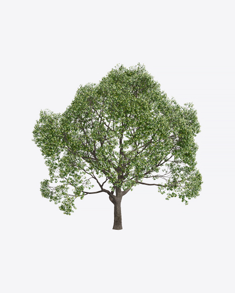 Laurel Tree