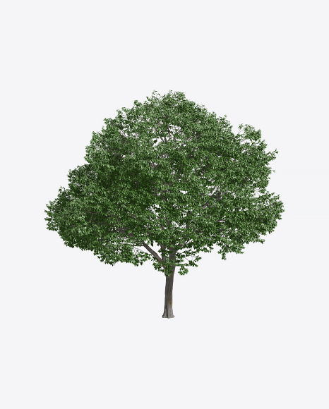 Hackberry Tree