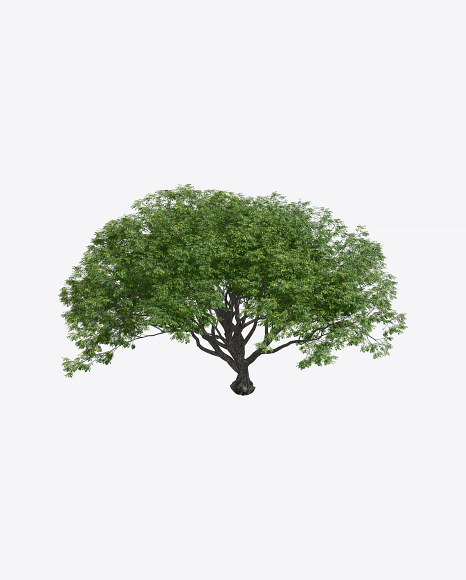 Acacia Tree