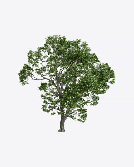 Chestnut Tree