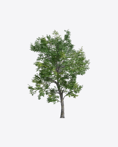 Elm Tree
