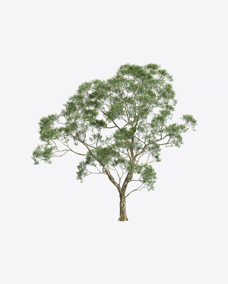 Eucalyptus Tree