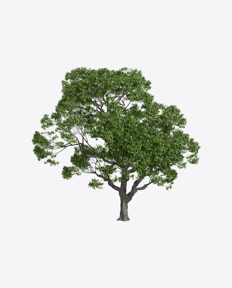 Chestnut Tree