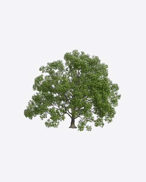 Oak Tree
