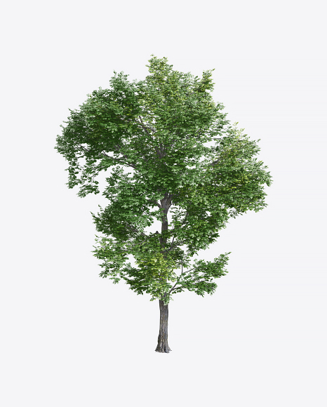 Elm Tree
