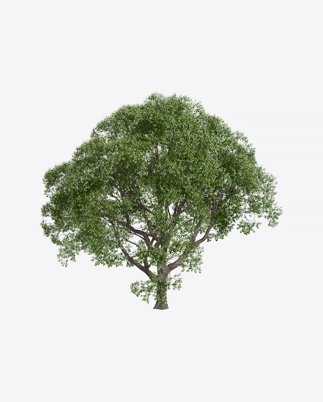 Laurel Tree