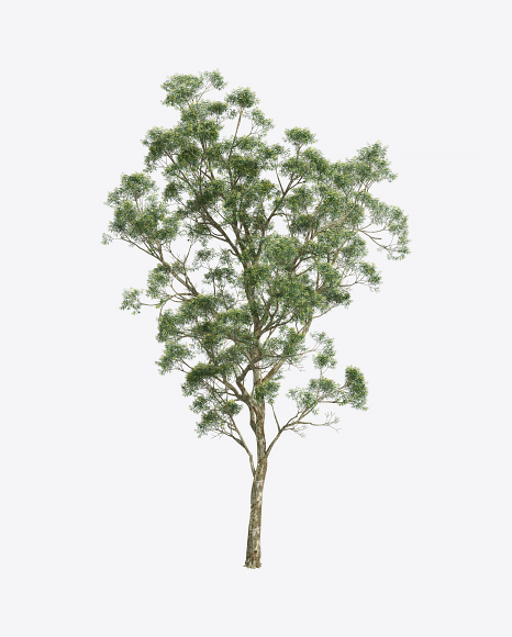 Eucalyptus Tree