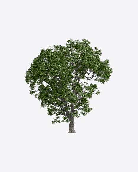 Chestnut Tree